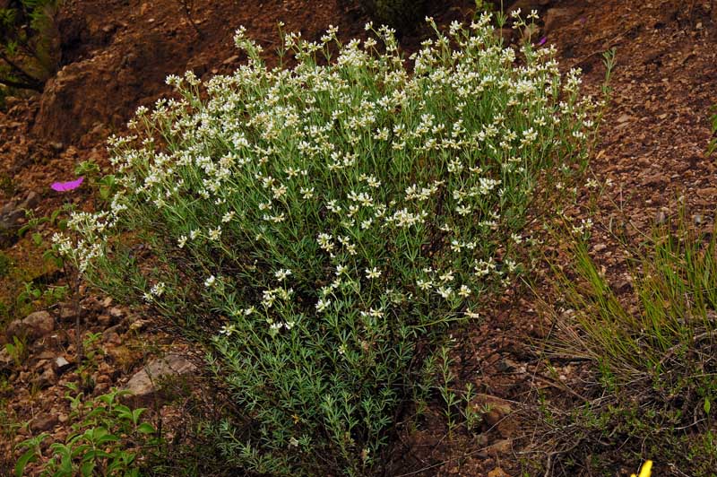 Lotus dorycnium (=Dorycnium pentaphyllum) / Trifoglino legnoso